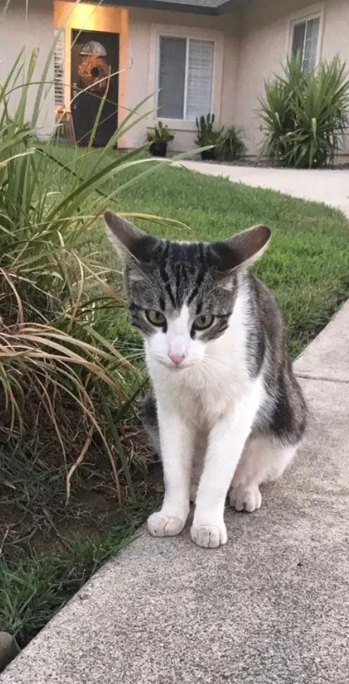 Lost cat in Redding, CA, 96001