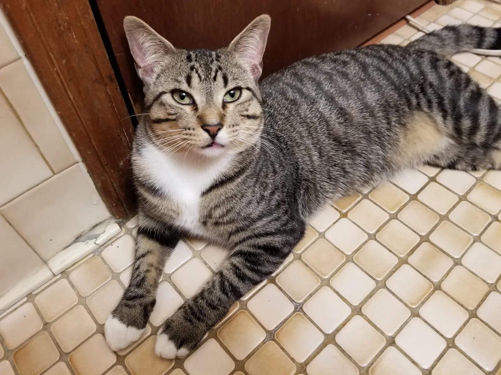 Lost cat in Oklahoma City, OK, 73159