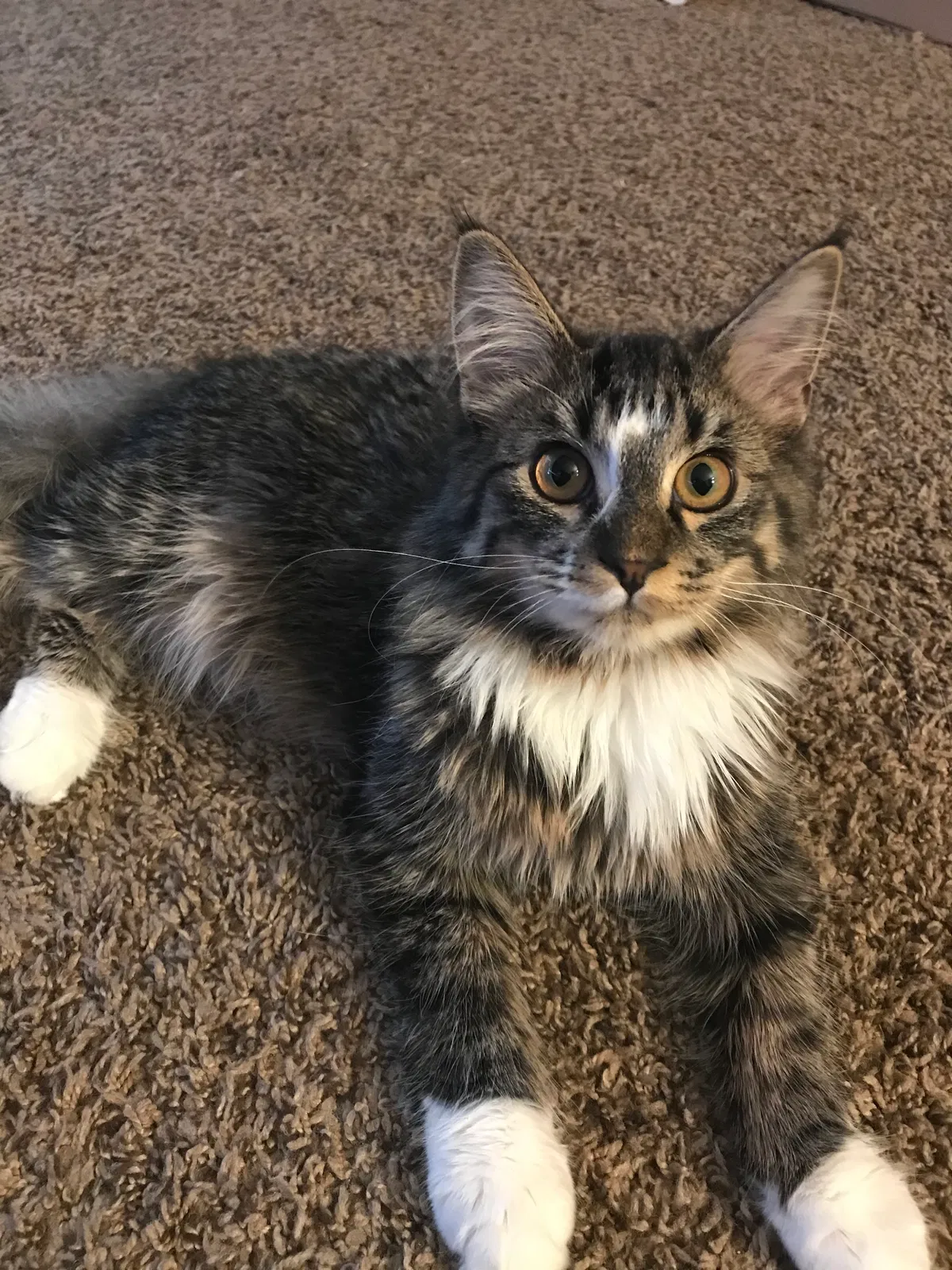 Lost cat in Saint Cloud, MN, 56303