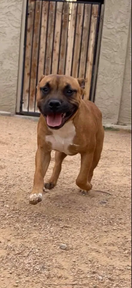 Lost dog in Phoenix, AZ, 85043