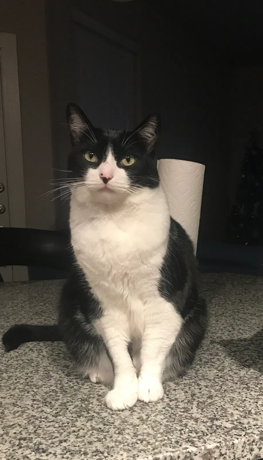 Lost cat in Taylor, TX, 76574