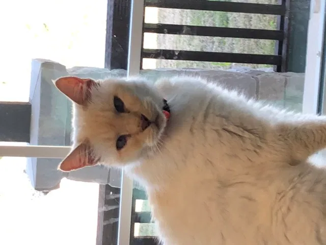Lost cat in Leander, TX, 78645