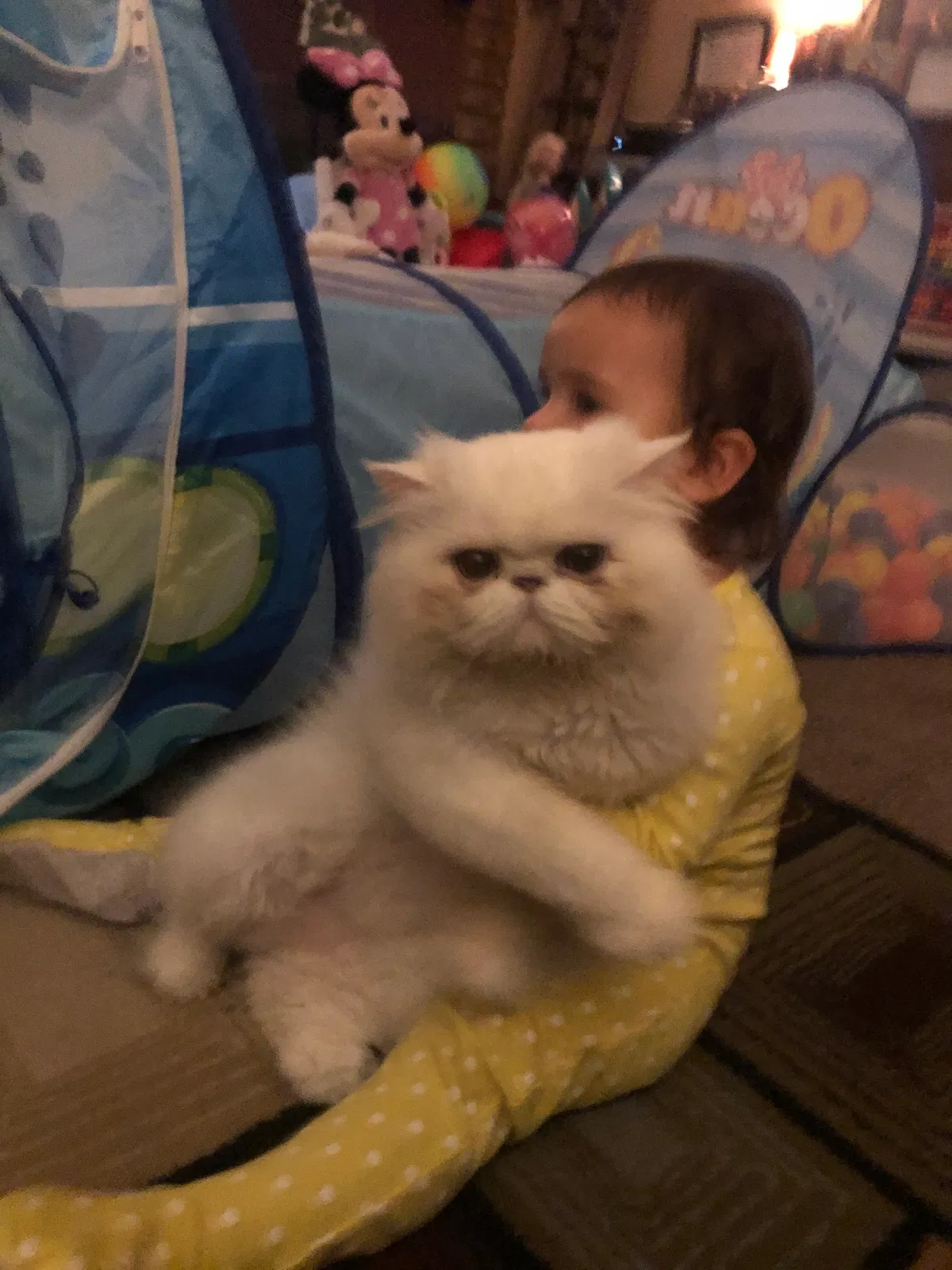 Lost cat in Huntington Beach, CA, 92646