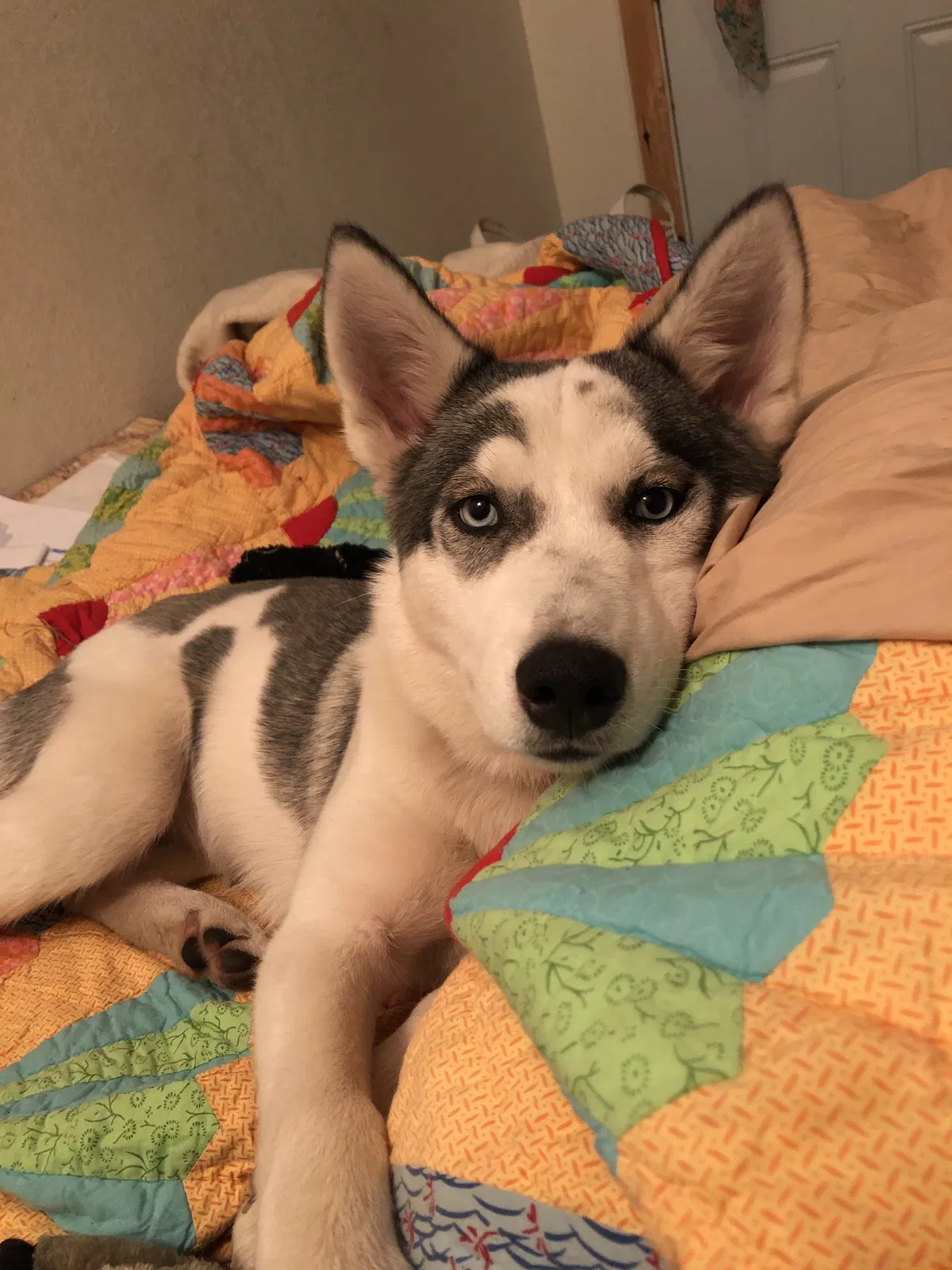Lost dog in Scotts Valley, CA, 95066
