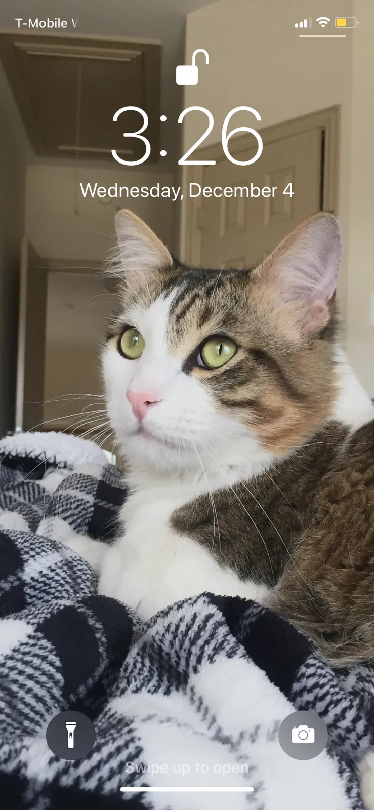 Lost cat in Plano, TX, 75094