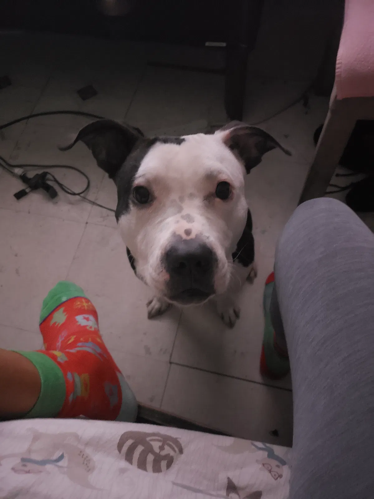 Lost dog in Baltimore, MD, 21205