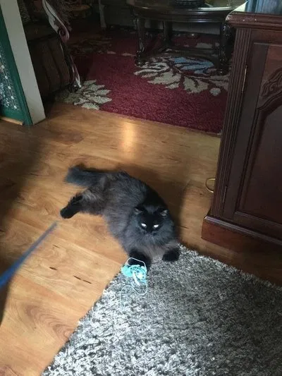 Lost cat in Jacksonville, NC, 28540