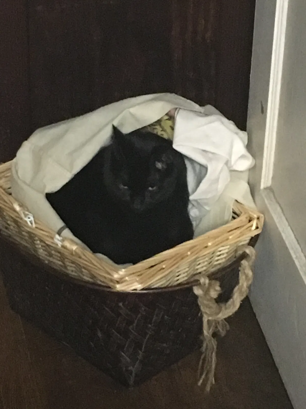 Lost cat in Pittsburgh, PA, 15216