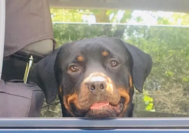 Lost dog in Waukegan, IL, 60087