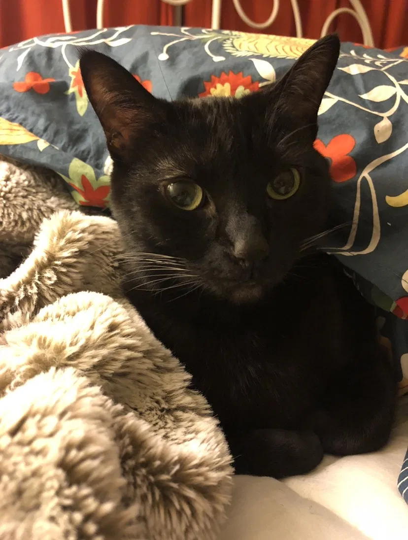 Lost cat in Los Angeles, CA, 90034