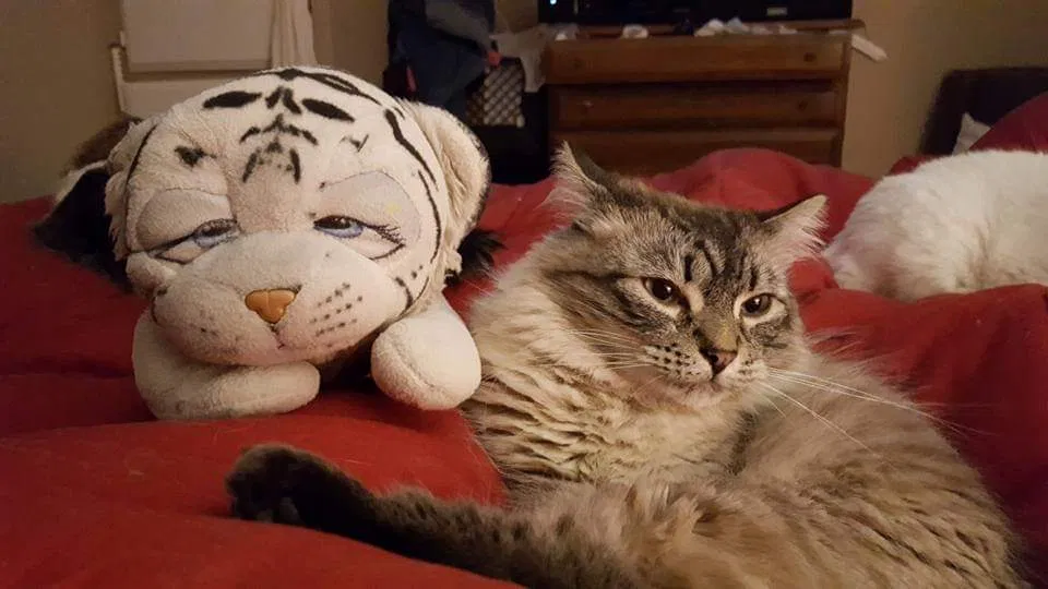 Lost cat in Phoenix, AZ, 85031