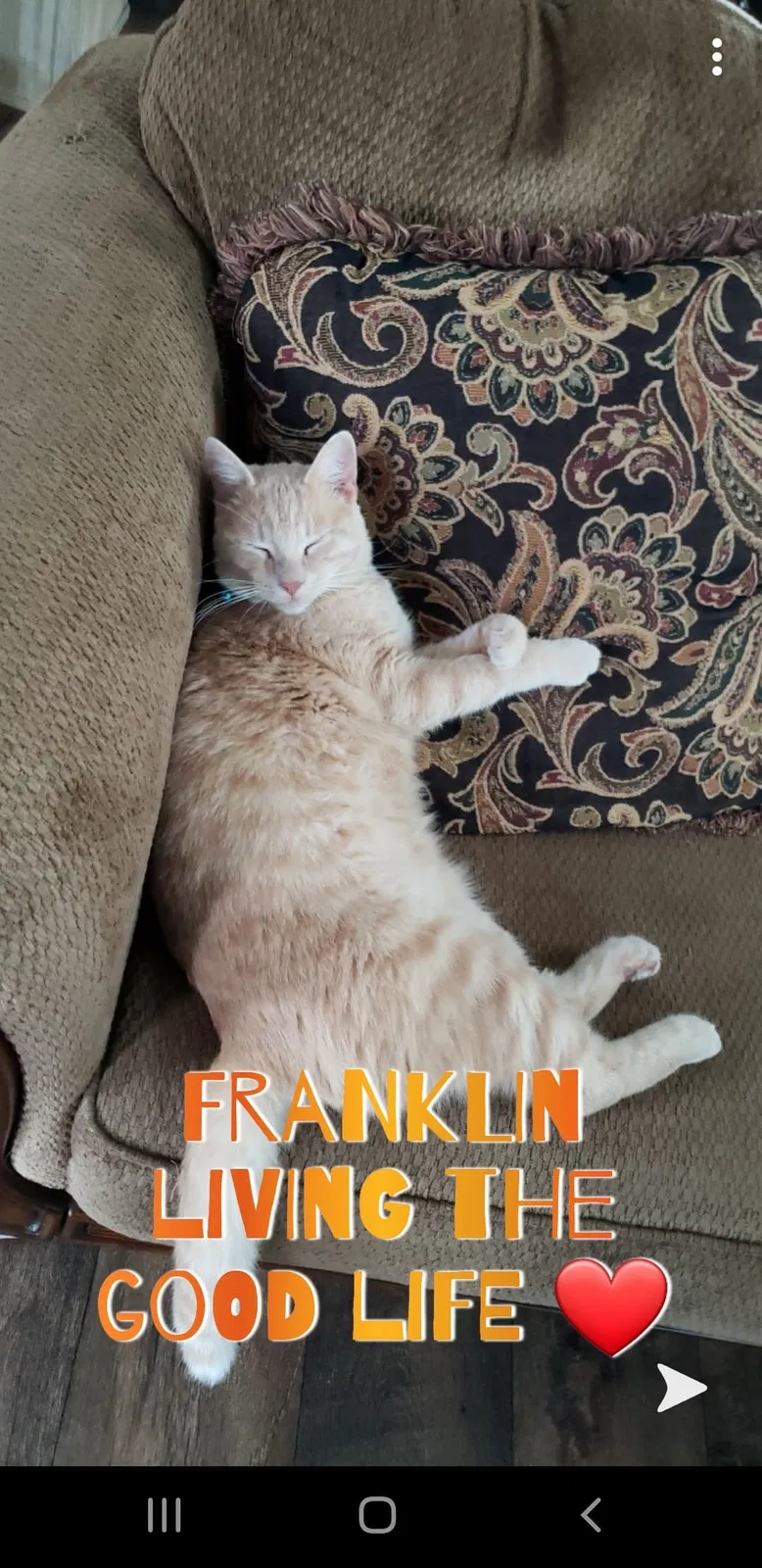 Lost cat in Weslaco, TX, 78596