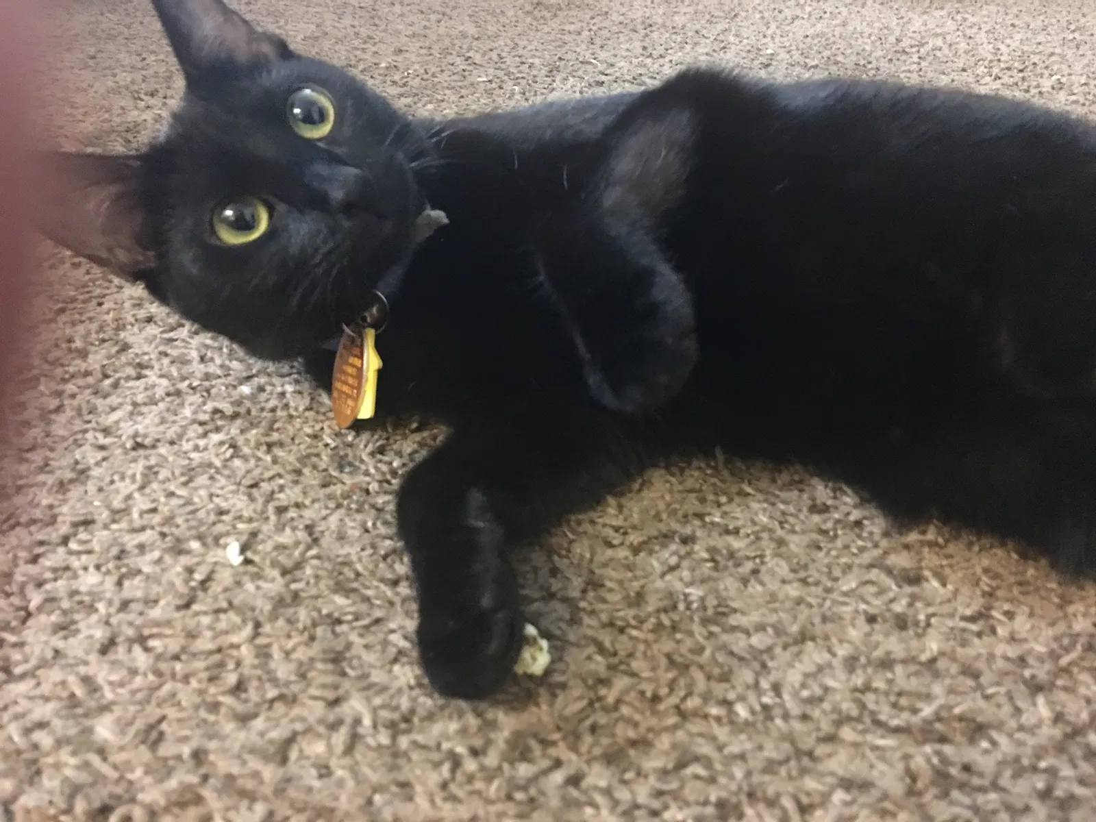Lost cat in Fort Worth, TX, 76114
