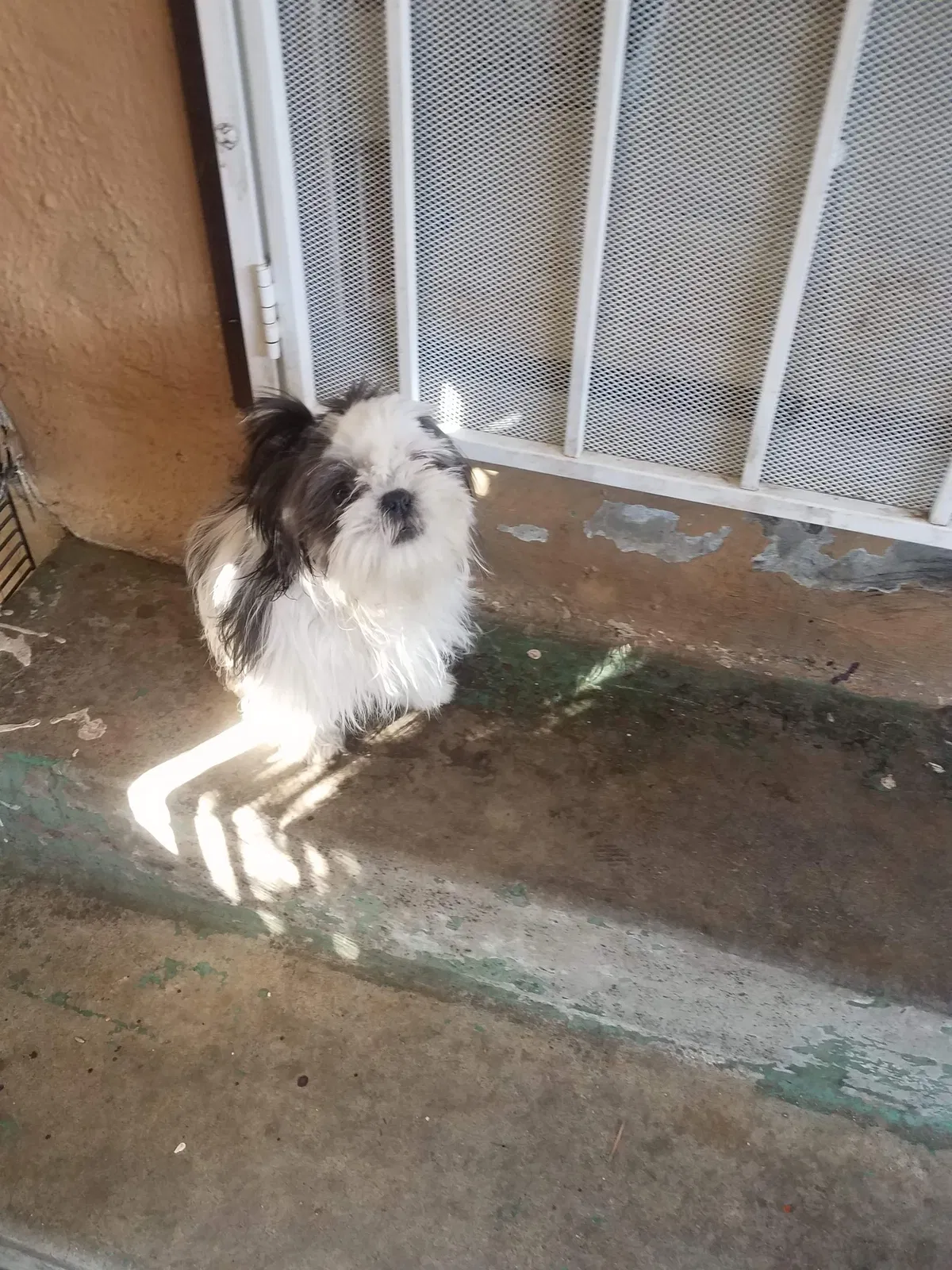 Lost dog in Fresno, CA, 93703