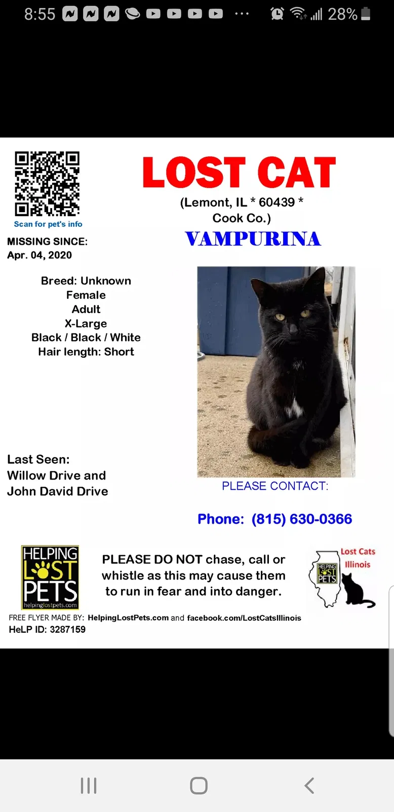 Lost cat in Lemont, IL, 60439