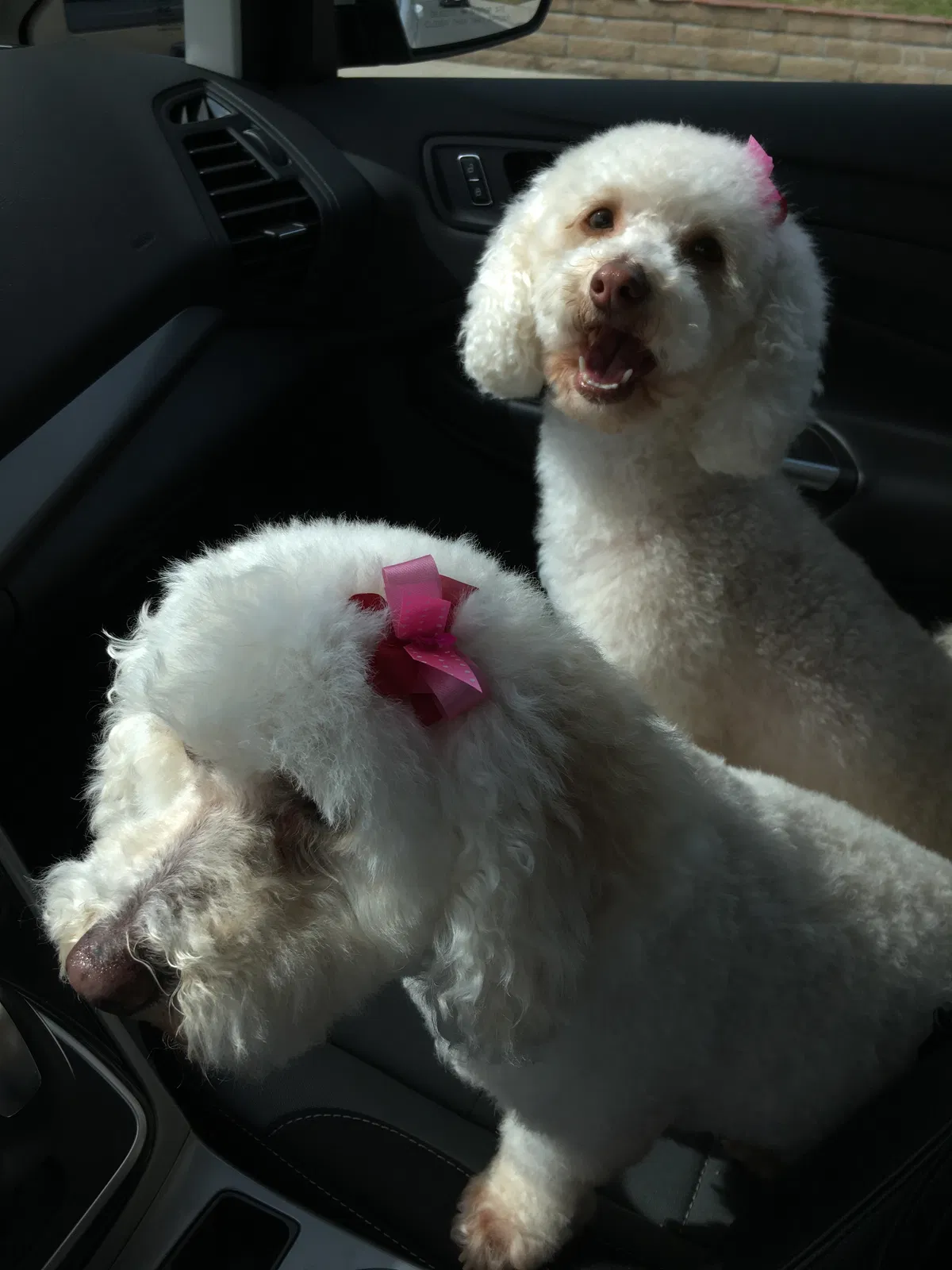Lost dog in Fountain Valley, CA, 92708