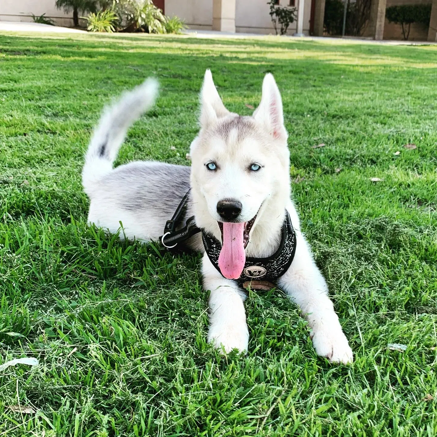 Lost dog in Riverside, CA, 92504