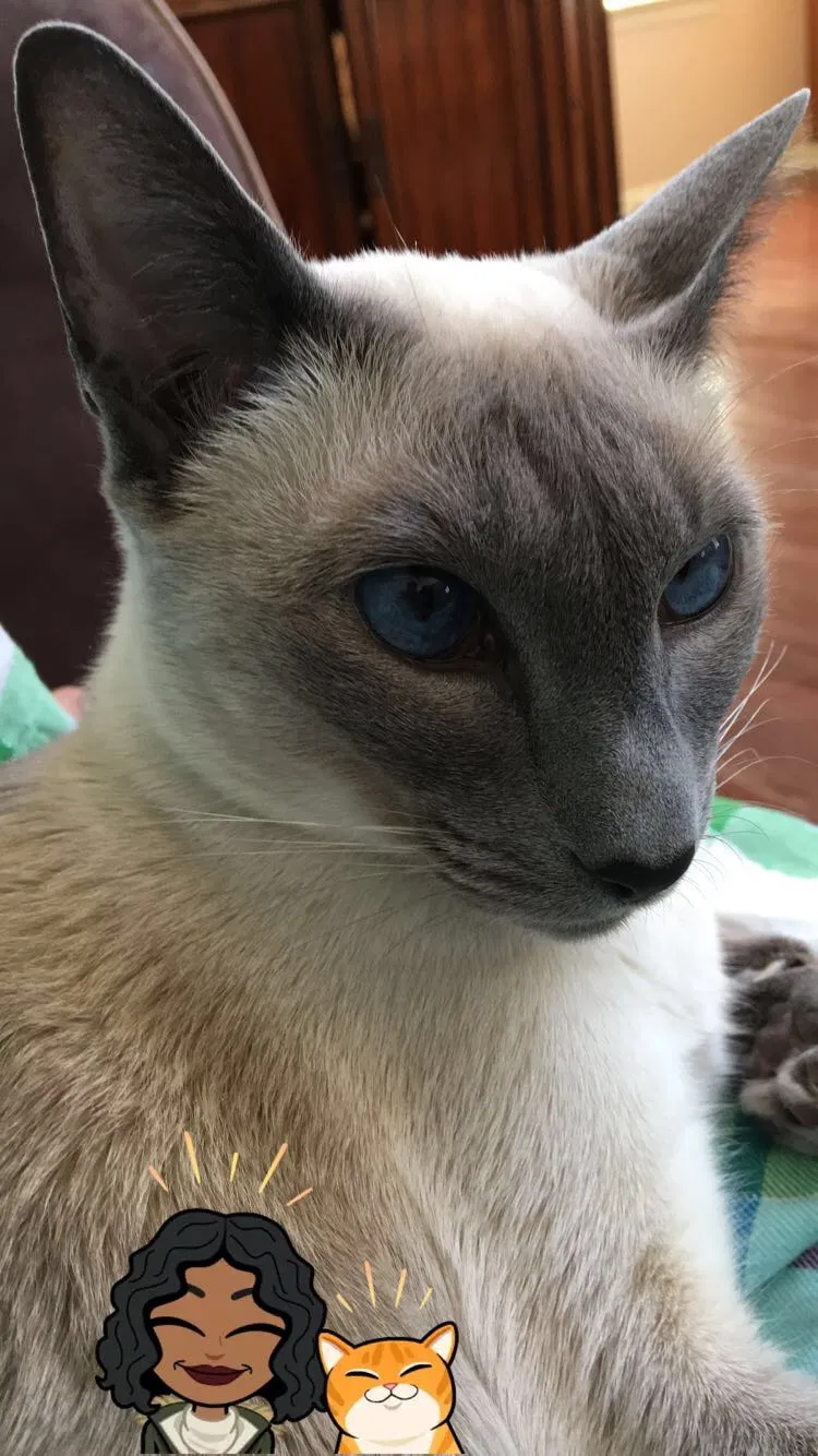 Lost cat in Sicklerville, NJ, 8081