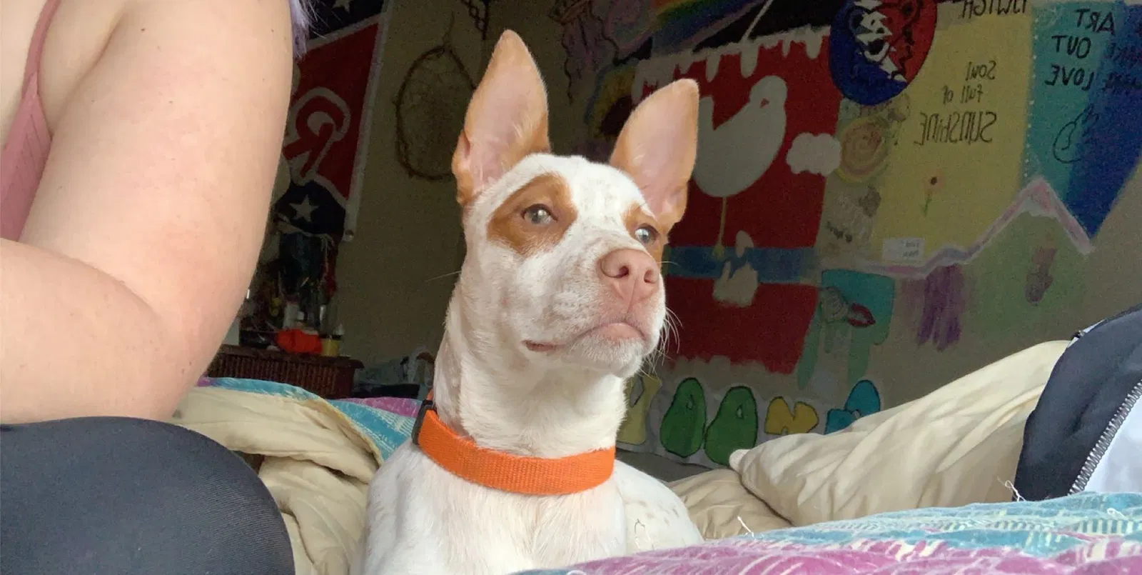 Lost dog in Walls, MS, 38680