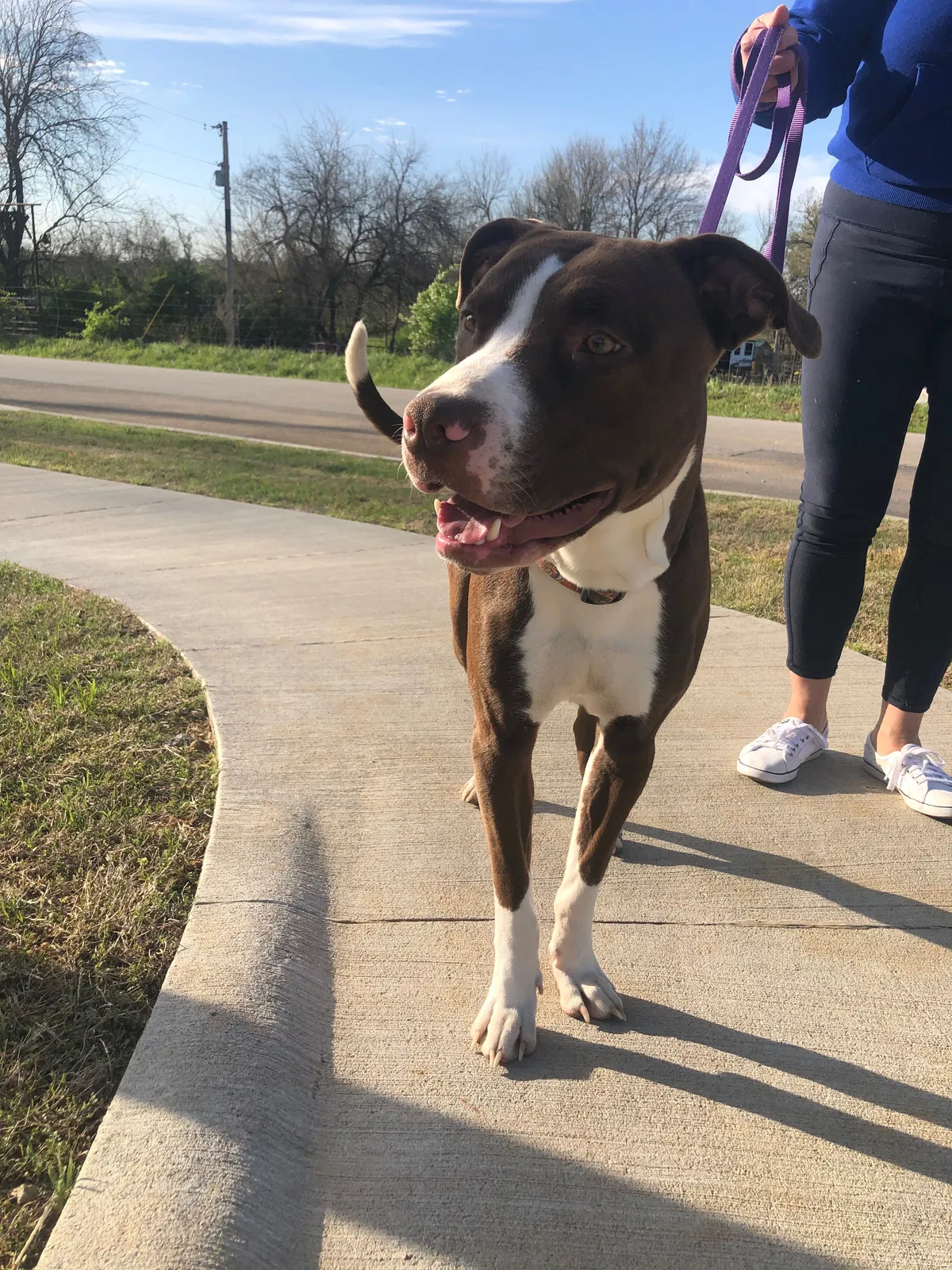 Found dog in Farmington, AR, 72730