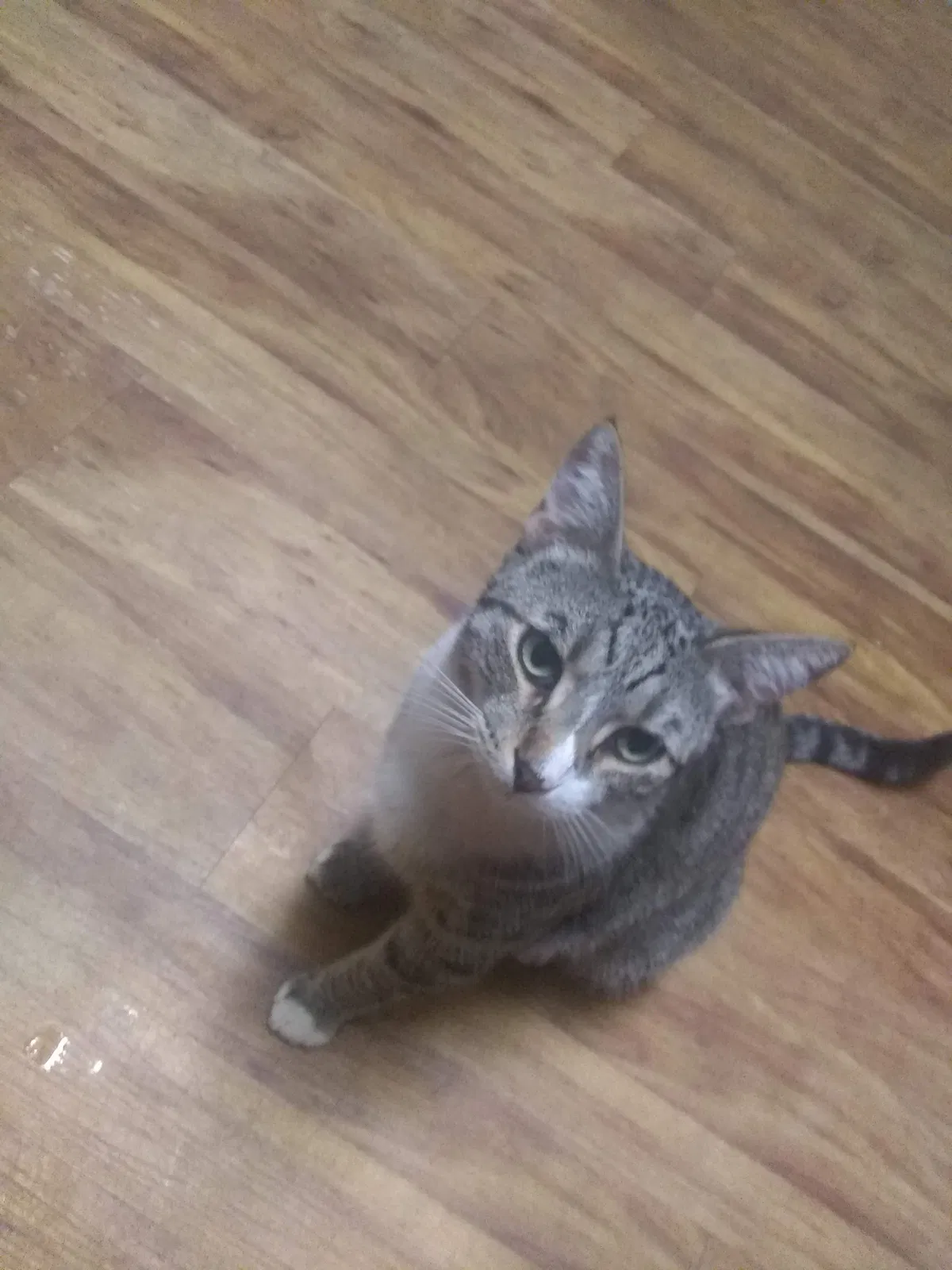 Lost cat in Phoenix, AZ, 85006
