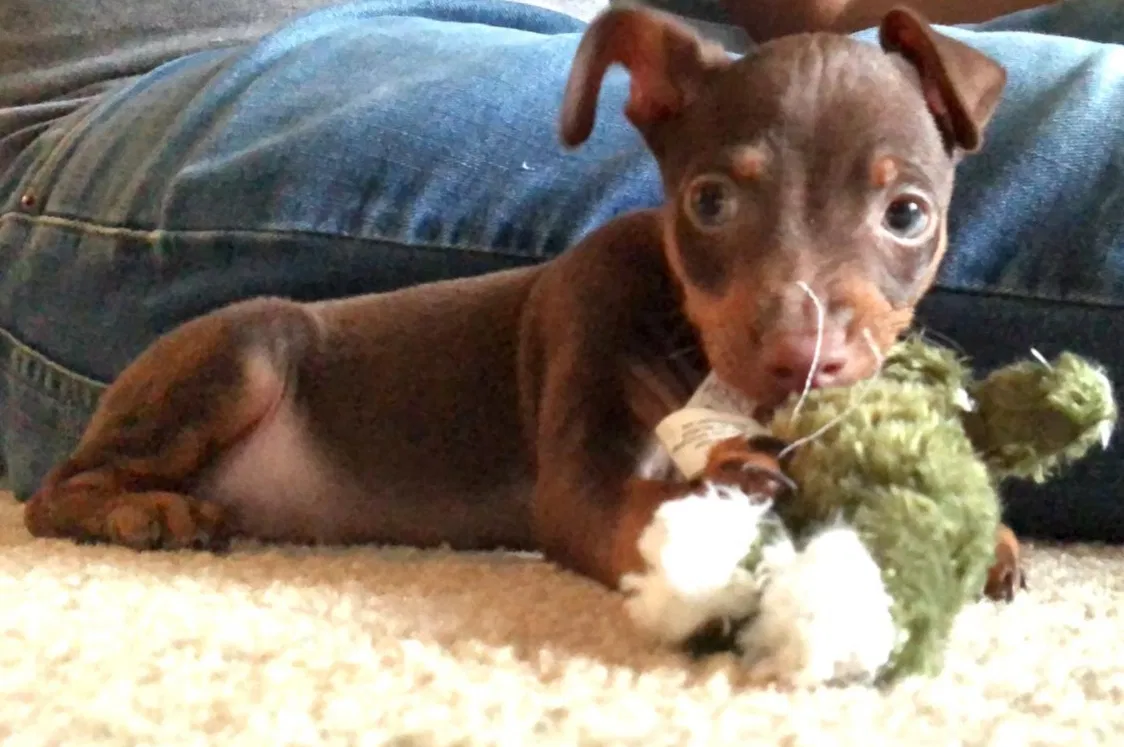 Lost dog in Las Vegas, NV, 89123
