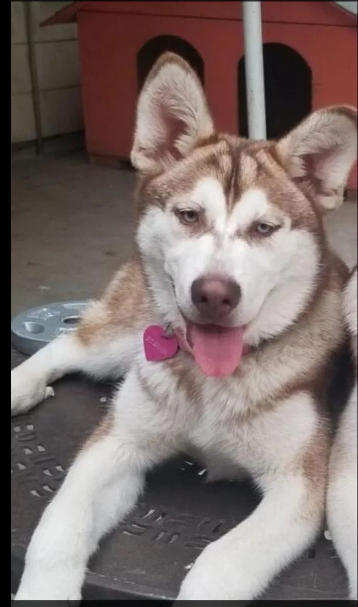 Lost dog in San Antonio, TX, 78213