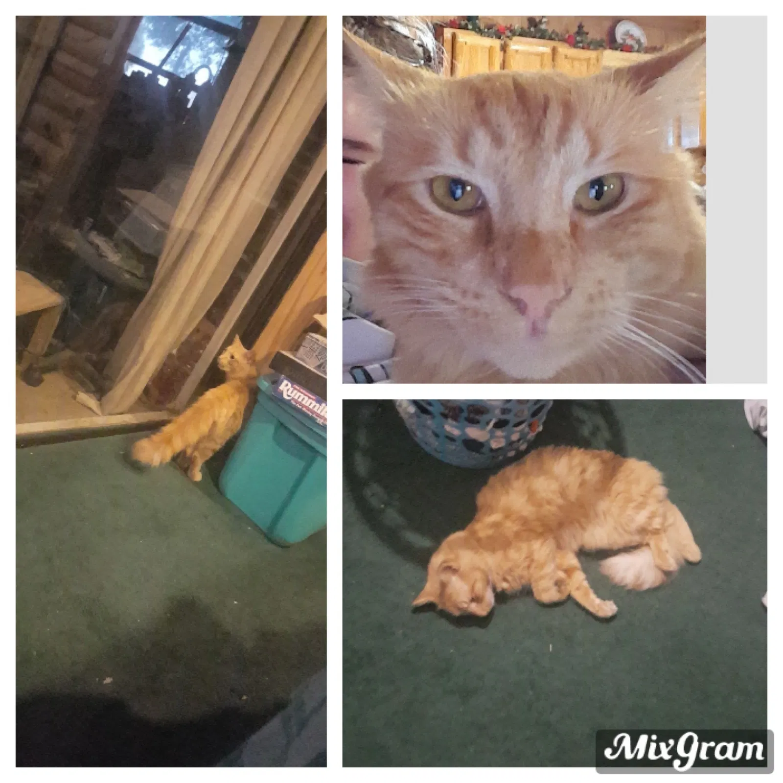 Lost cat in Plant City, FL, 33563