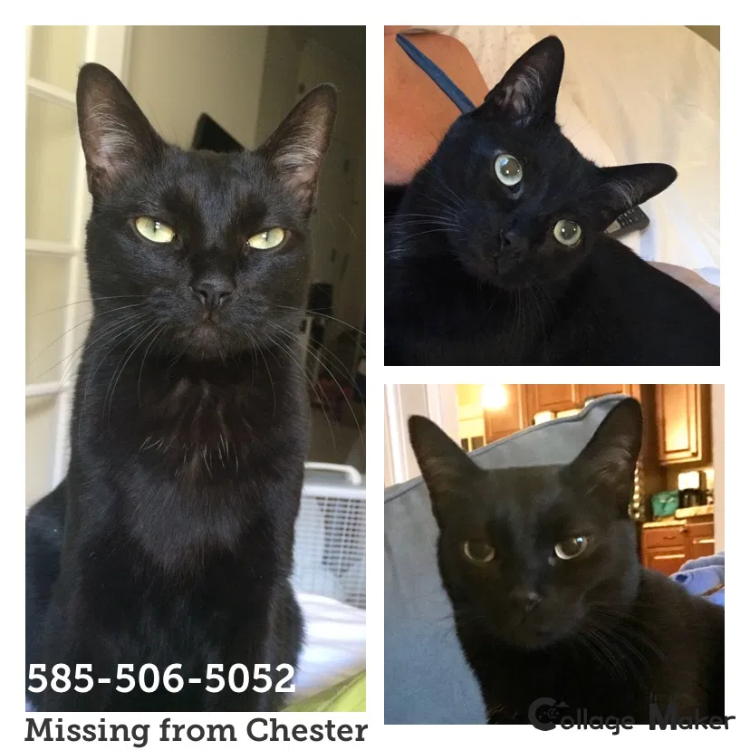 Lost cat in Chester, CT, 6412