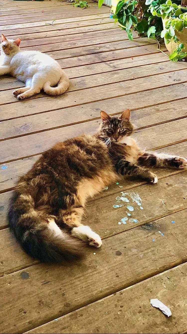 Lost cat in Saint Petersburg, FL, 33701