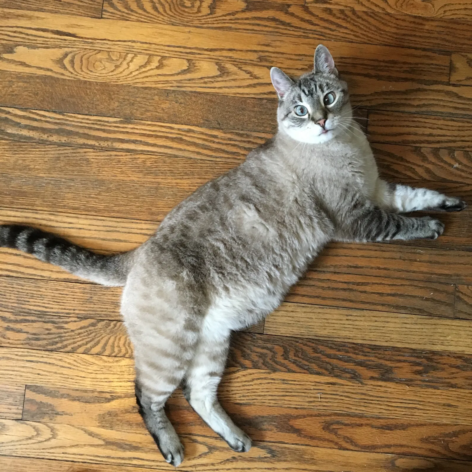 Lost cat in Saint Louis, MO, 63118