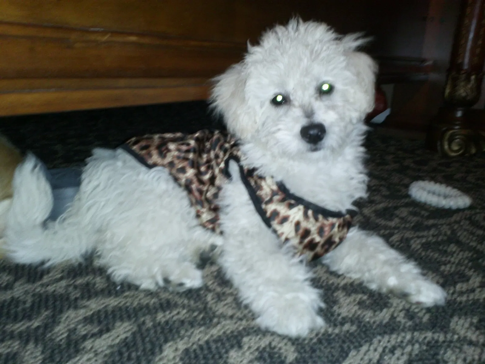 Lost dog in Ontario, CA, 91764