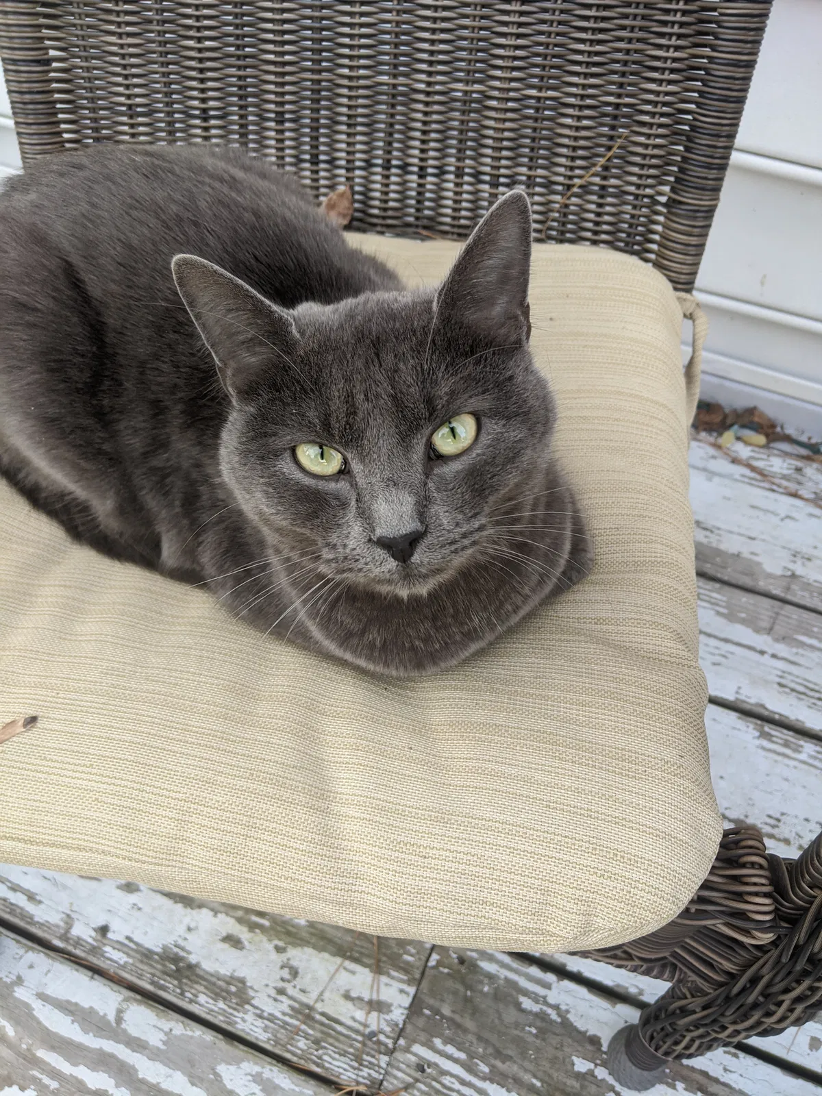 Lost cat in Norfolk, VA, 23503