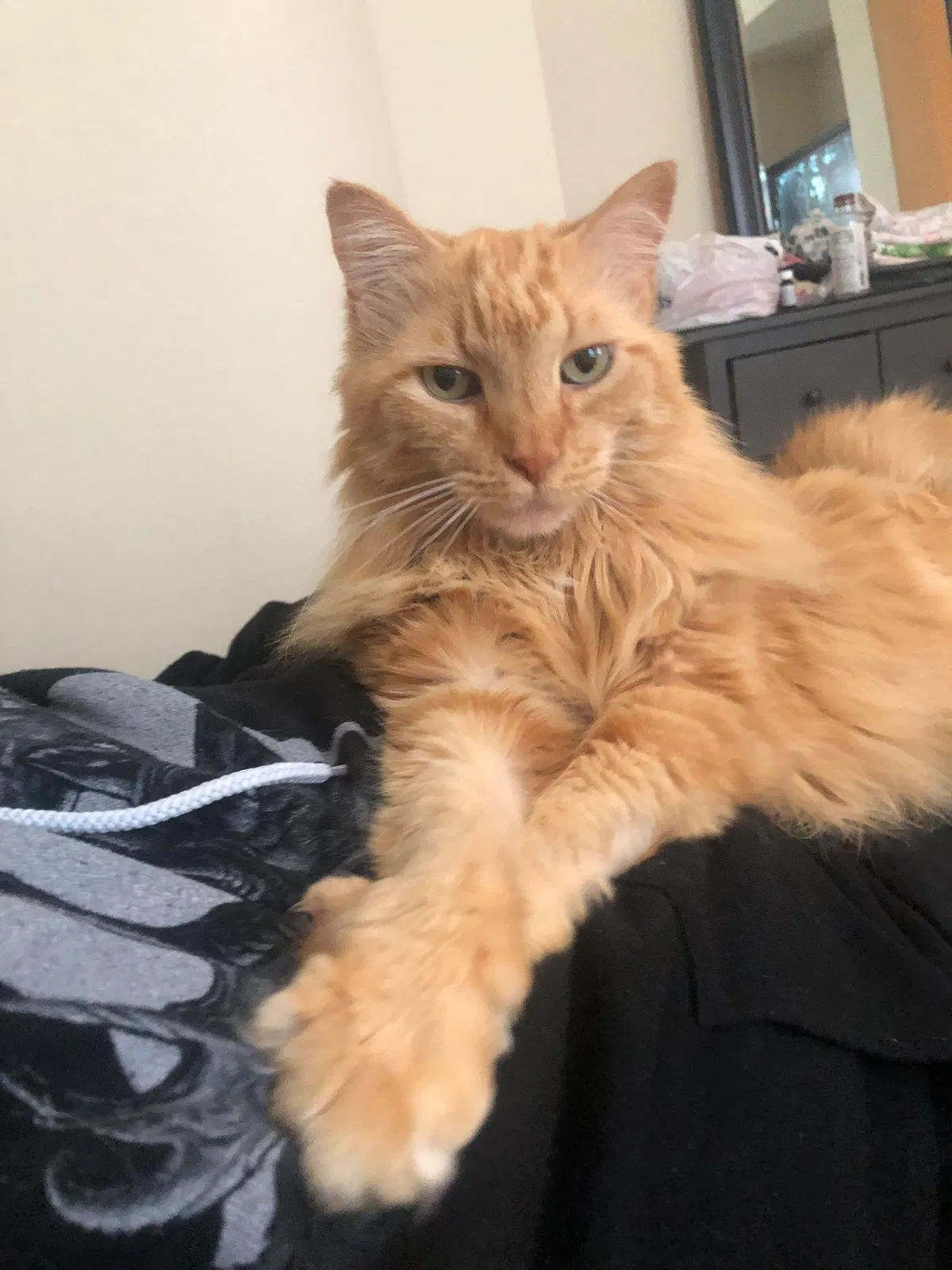 Lost cat in Roseville, CA, 95678