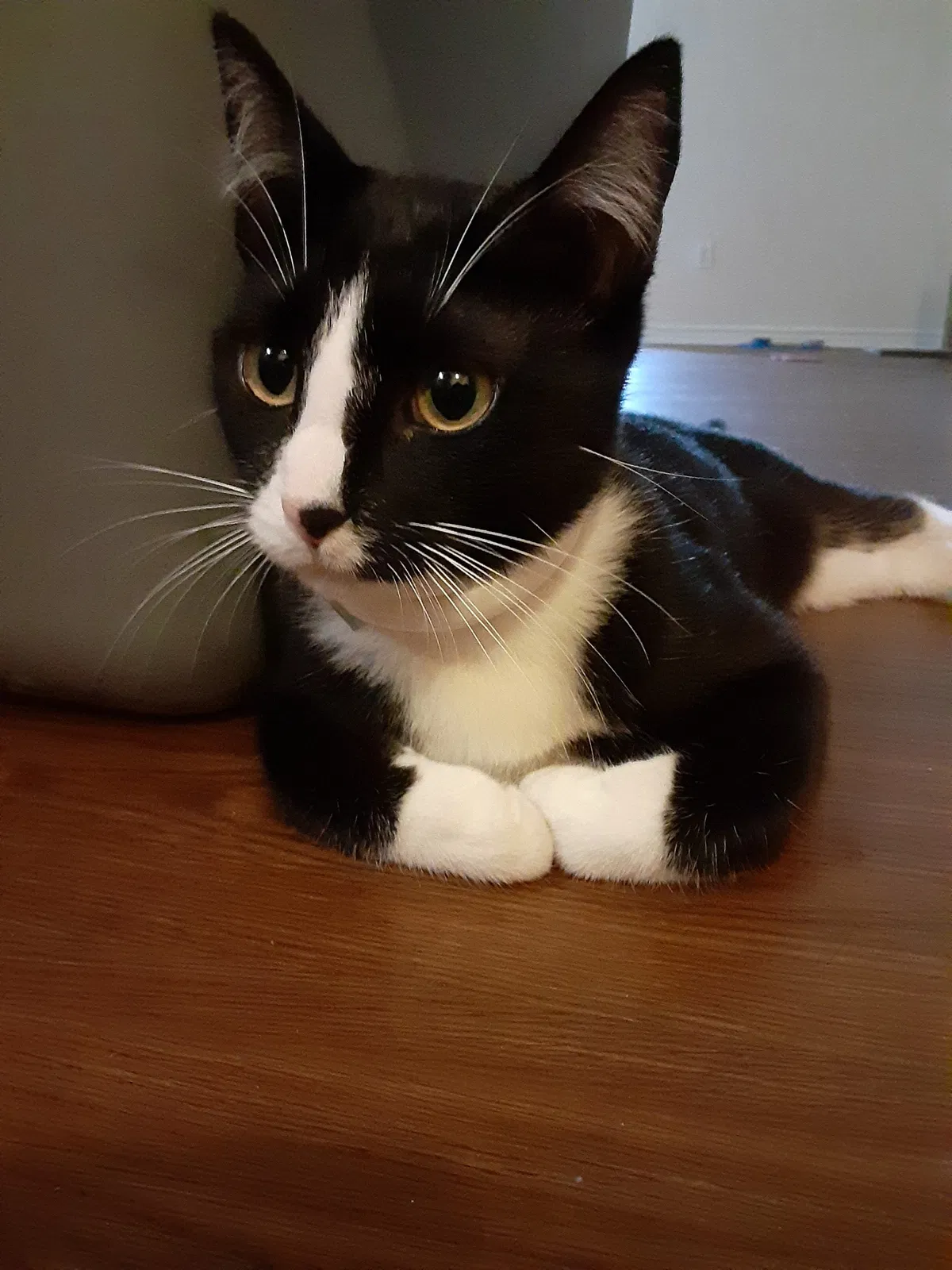 Lost cat in Round Rock, TX, 78664