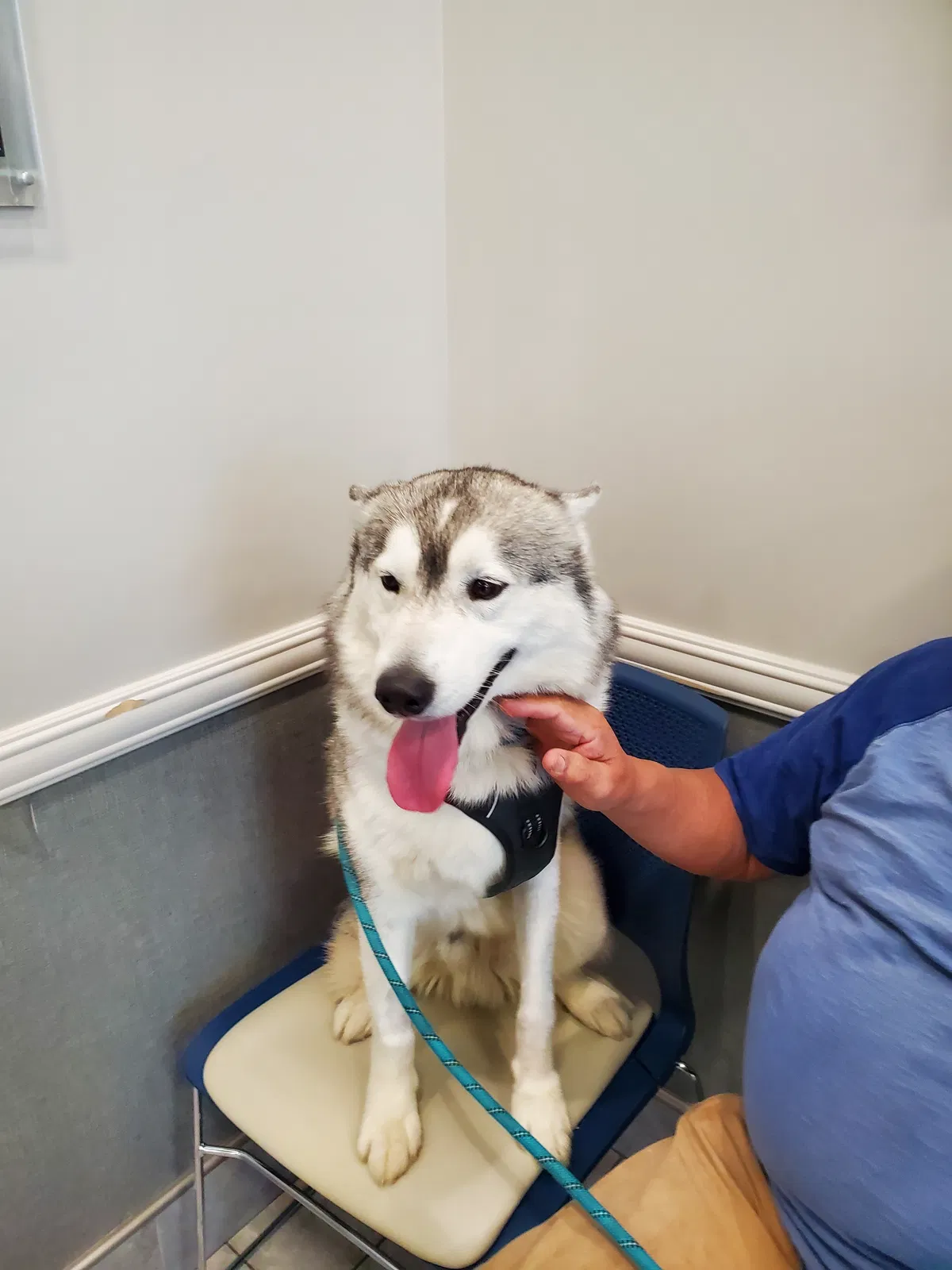 Lost dog in Bloomington, CA, 92316