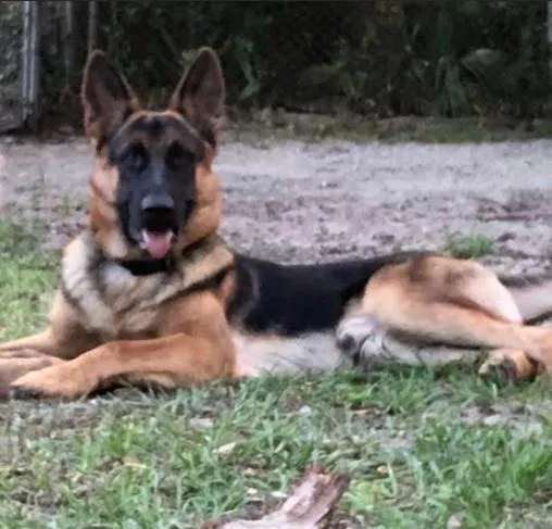 Lost dog in Tampa, FL, 33610