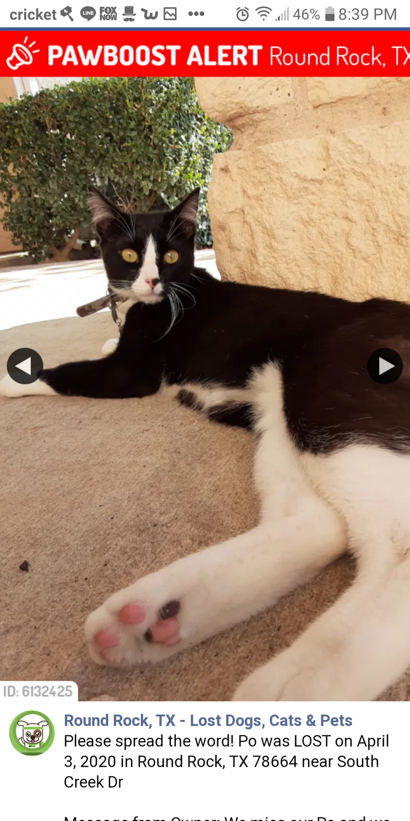 Lost cat in Round Rock, TX, 78664