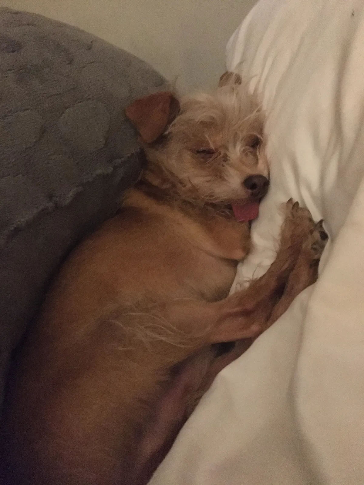 Lost dog in Liberty, SC, 29657