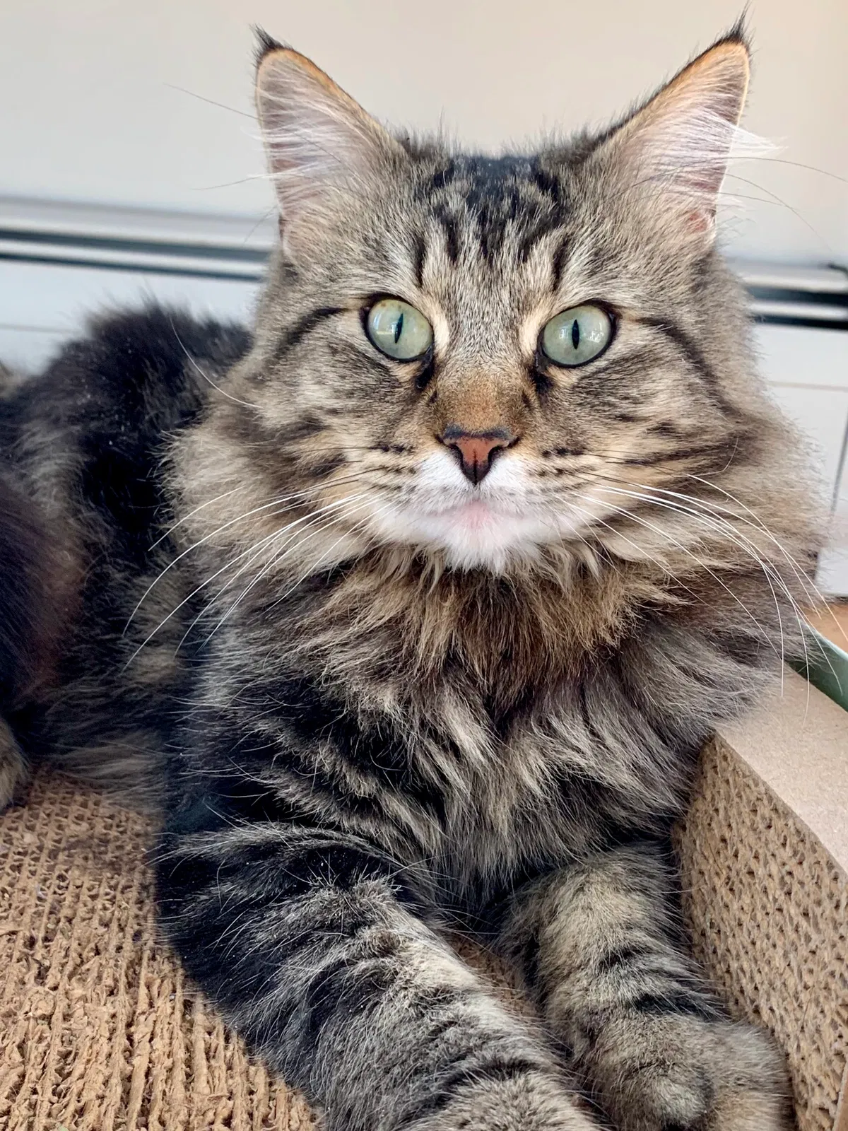 Lost cat in Somers, CT, 6071