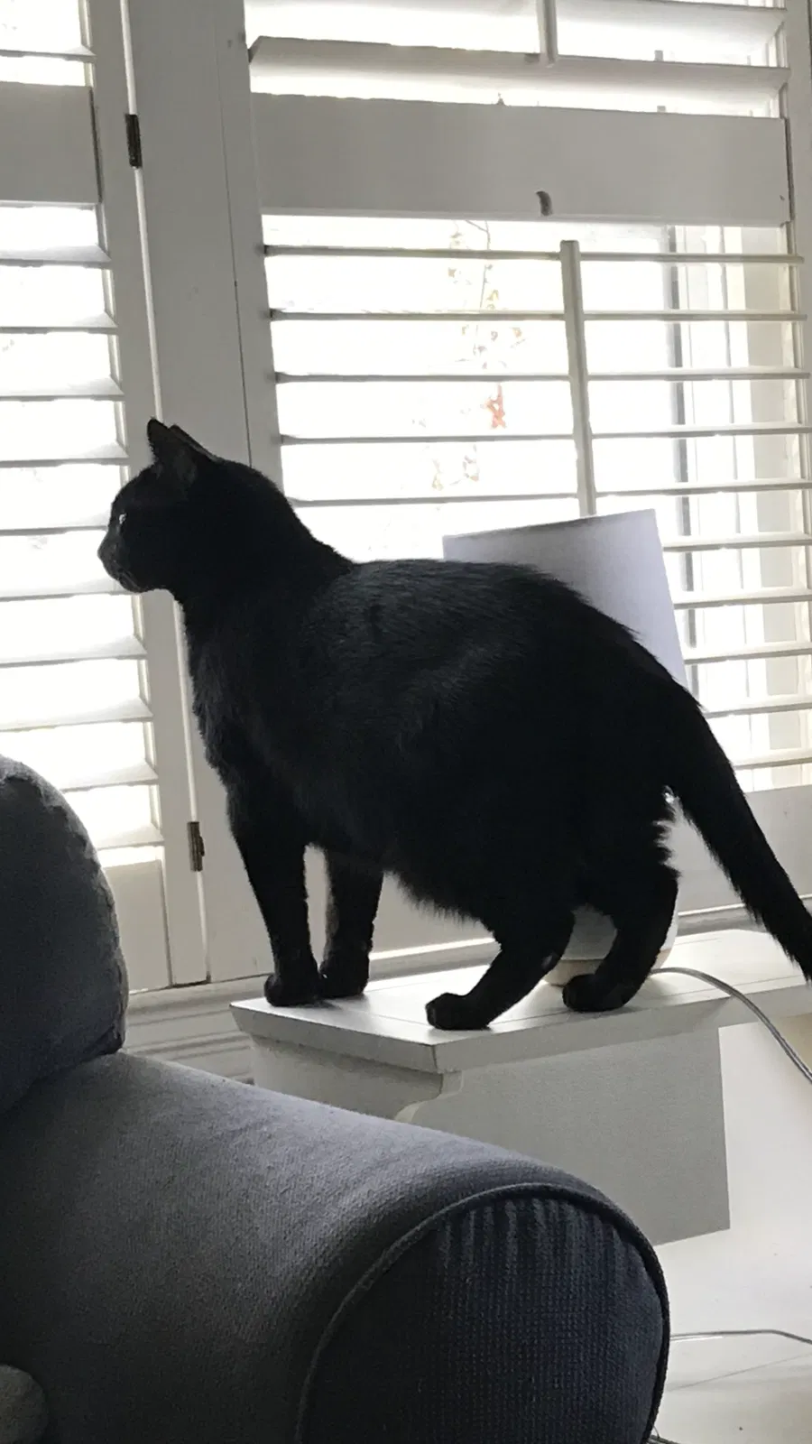 Lost cat in Columbia, SC, 29206