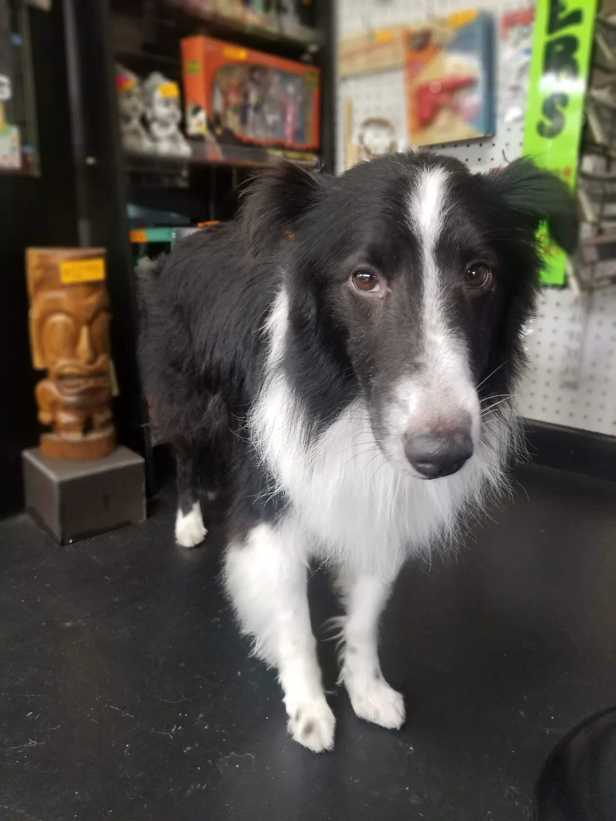 Lost dog in Austin, TX, 78741