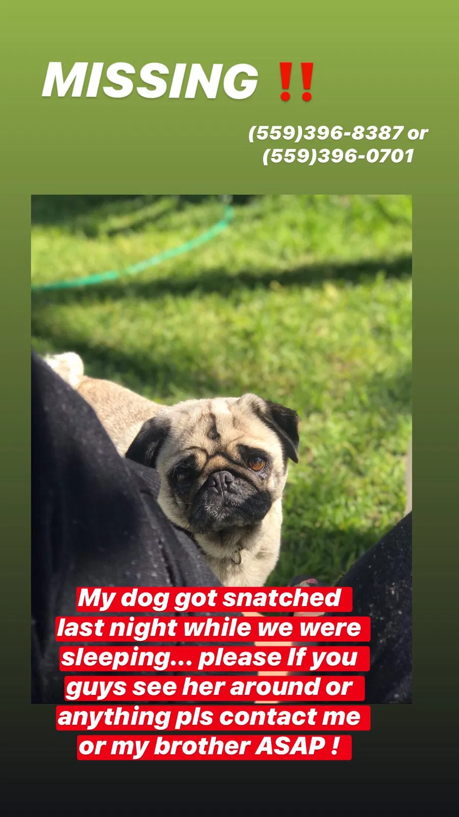 Lost dog in Fresno, CA, 93705