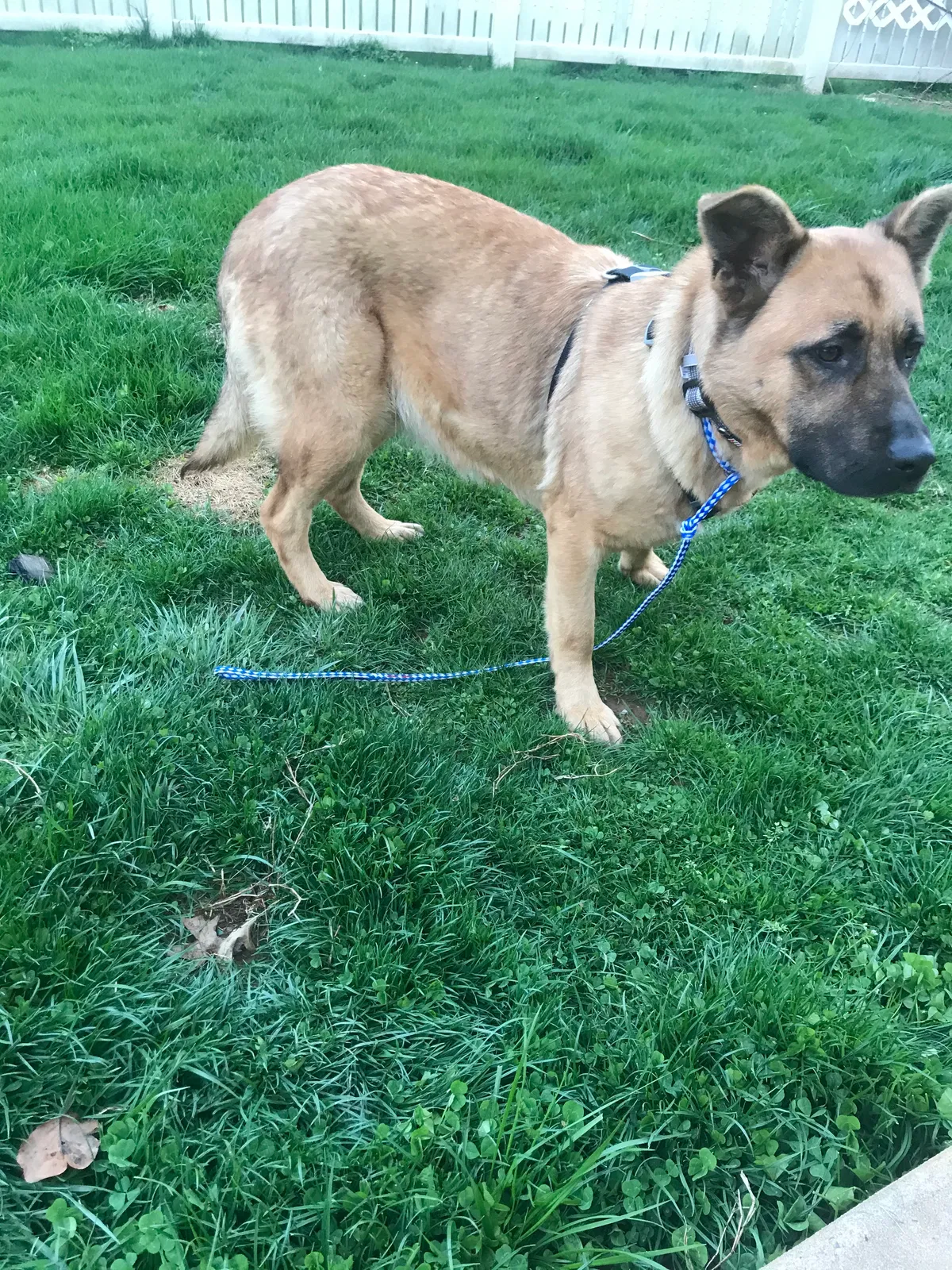 Lost dog in Annville, PA, 17003