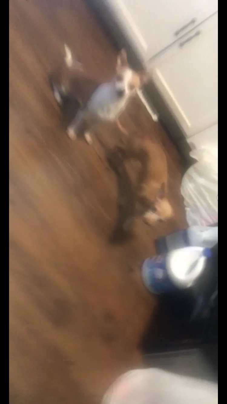 Lost dog in Winston Salem, NC, 27127