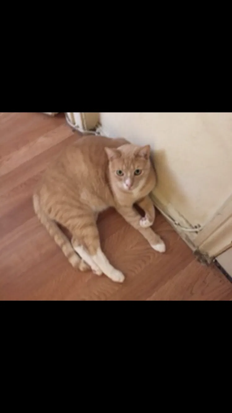 Lost cat in Pacoima, CA, 91331