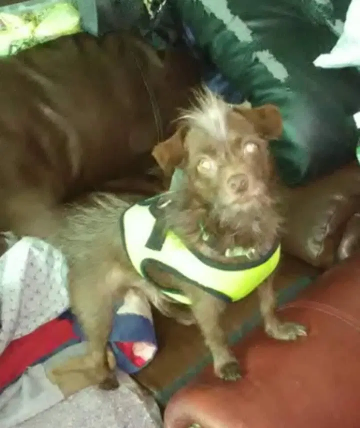 Lost dog in Albuquerque, NM, 87108