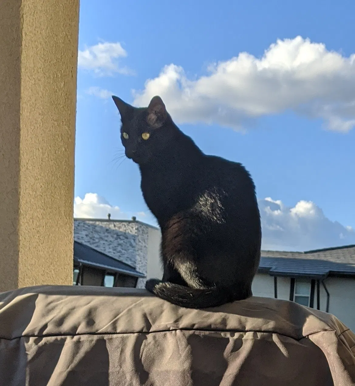 Lost cat in Reno, NV, 89511