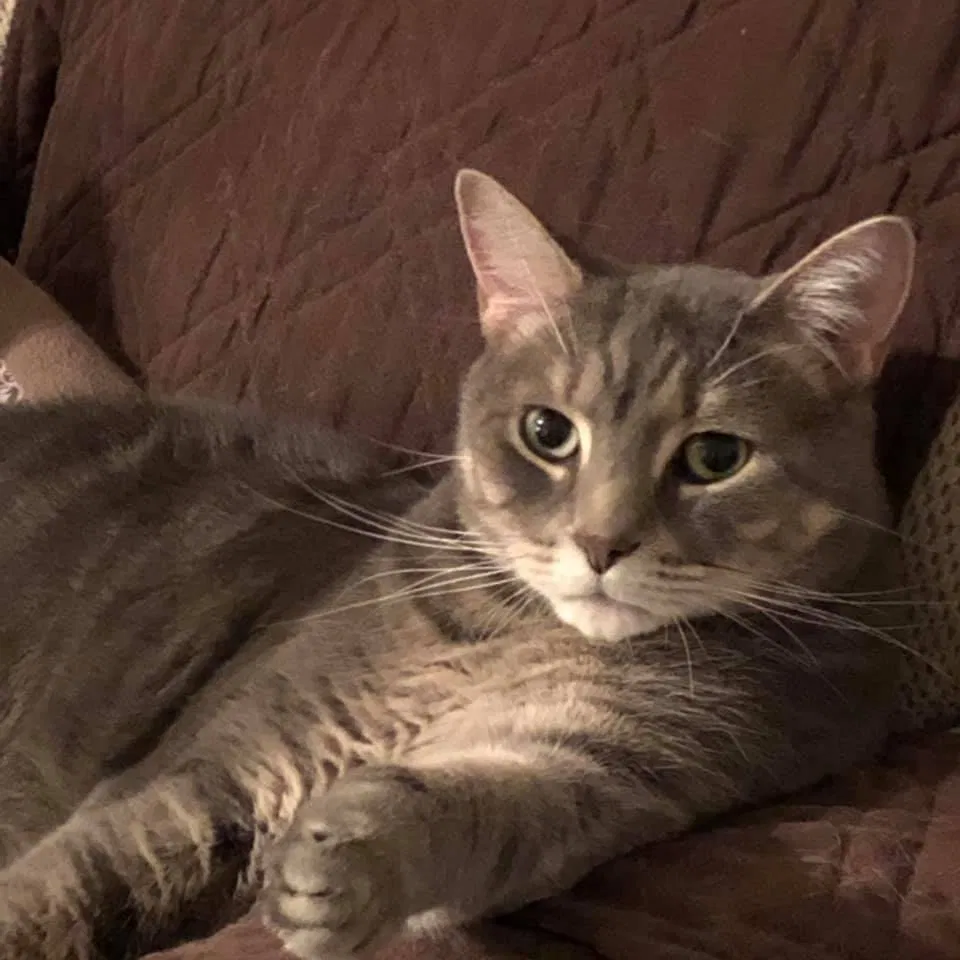Lost cat in Pensacola, FL, 32534