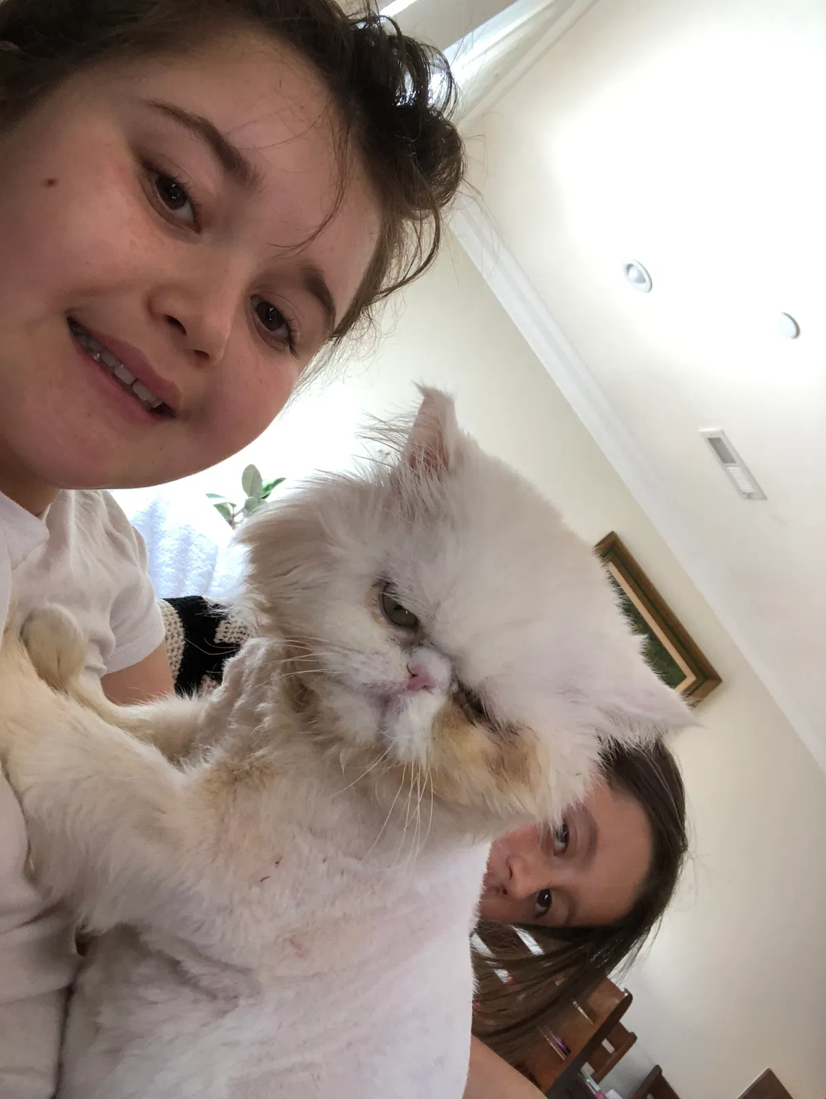 Lost cat in Napa, CA, 94559
